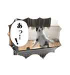にゃお＆そー3（個別スタンプ：8）