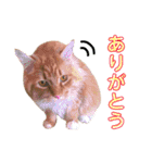 気まぐれ猫のシェフサラダ（個別スタンプ：3）
