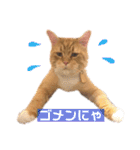 気まぐれ猫のシェフサラダ（個別スタンプ：4）