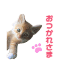 気まぐれ猫のシェフサラダ（個別スタンプ：5）