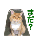 気まぐれ猫のシェフサラダ（個別スタンプ：7）