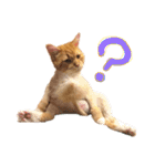 気まぐれ猫のシェフサラダ（個別スタンプ：10）
