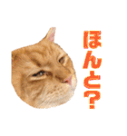 気まぐれ猫のシェフサラダ（個別スタンプ：16）