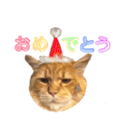 気まぐれ猫のシェフサラダ（個別スタンプ：17）