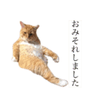 気まぐれ猫のシェフサラダ（個別スタンプ：19）
