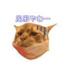 気まぐれ猫のシェフサラダ（個別スタンプ：21）