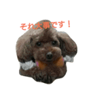 黒と茶のアフロ和プー2（個別スタンプ：3）