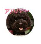 黒と茶のアフロ和プー2（個別スタンプ：10）