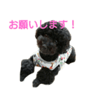 黒と茶のアフロ和プー2（個別スタンプ：11）