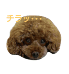 黒と茶のアフロ和プー2（個別スタンプ：12）