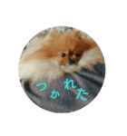 タヌキみたいないぬ（個別スタンプ：2）