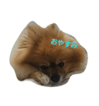 タヌキみたいないぬ（個別スタンプ：6）