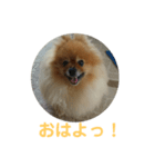 タヌキみたいないぬ（個別スタンプ：7）