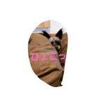 チワプーのアル（個別スタンプ：4）