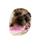 チワプーのアル（個別スタンプ：5）