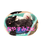 チワプーのアル（個別スタンプ：7）