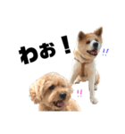 わが家のでこぼこ兄弟その2（個別スタンプ：20）