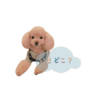 poodleのショコラくん（個別スタンプ：21）