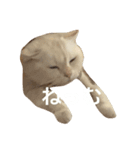 はんぺんはめす（個別スタンプ：2）