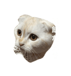 はんぺんはめす（個別スタンプ：4）