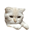 はんぺんはめす（個別スタンプ：6）