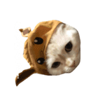 はんぺんはめす（個別スタンプ：8）