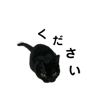 黒猫たるみ（個別スタンプ：3）