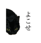 黒猫たるみ（個別スタンプ：4）
