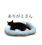黒猫たるみ（個別スタンプ：10）