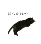 黒猫たるみ（個別スタンプ：16）