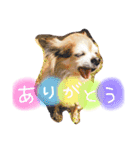 いぬたまにねこ（個別スタンプ：1）