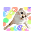 いぬたまにねこ（個別スタンプ：2）