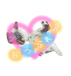 いぬたまにねこ（個別スタンプ：3）