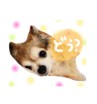 いぬたまにねこ（個別スタンプ：4）