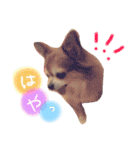 いぬたまにねこ（個別スタンプ：5）