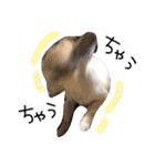 いぬたまにねこ（個別スタンプ：6）