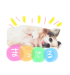 いぬたまにねこ（個別スタンプ：9）