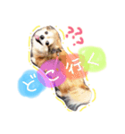 いぬたまにねこ（個別スタンプ：13）