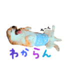 いぬたまにねこ（個別スタンプ：16）