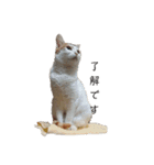 猫のべる2（個別スタンプ：1）