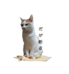 猫のべる2（個別スタンプ：2）