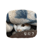 猫のべる2（個別スタンプ：3）
