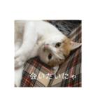 猫のべる2（個別スタンプ：7）