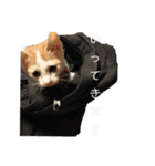 猫のべる2（個別スタンプ：8）