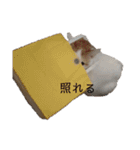猫のべる2（個別スタンプ：11）