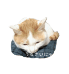 猫のべる2（個別スタンプ：14）