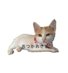 猫のべる2（個別スタンプ：15）