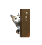 猫のべる2（個別スタンプ：17）