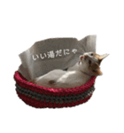 猫のべる2（個別スタンプ：19）