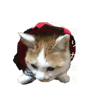 猫のべる2（個別スタンプ：20）